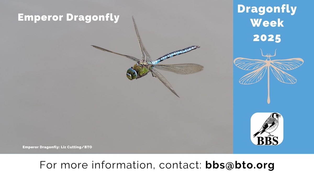 BBS_birds's tweet image. This #DragonflyWeek, find out more about the Emperor Dragonfly, which you can record on your BBS square as part of the Wider Countryside Butterfly Survey: british-dragonflies.org.uk/species/empero… @_BTO @JNCC_UK @RSPBScience @BDSdragonflies