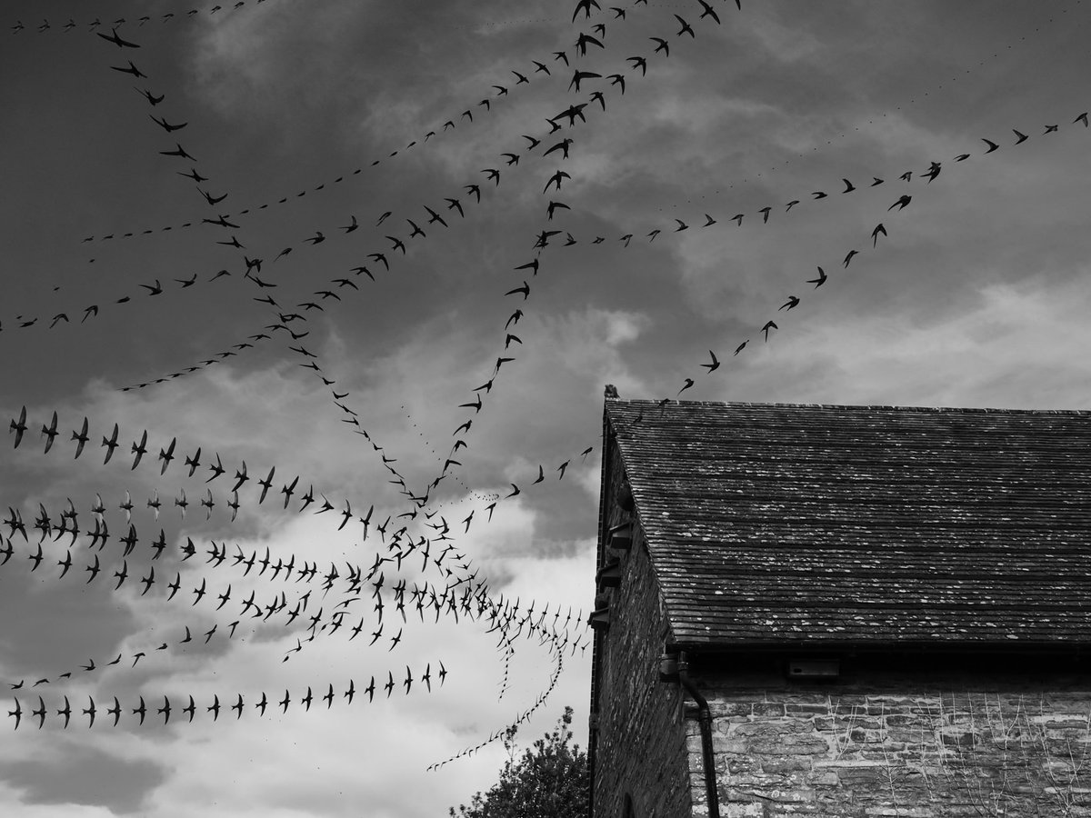 Andrew Fusek Peters (@2peters) on Twitter photo Swift trails - I love the patterns of flight, so elegant! <a href="/Natures_Voice/">RSPB</a> <a href="/BBCSpringwatch/">BBC Springwatch</a> #swiftawarenessweek <a href="/BBCCountryfile/">BBC Countryfile</a> <a href="/OMSYSTEMcameras/">OM SYSTEM Cameras</a> <a href="/ShropsWildlife/">Shropshire Wildlife Trust</a> Swift trails - I love the patterns of flight, so elegant! <a href="/Natures_Voice/">RSPB</a> <a href="/BBCSpringwatch/">BBC Springwatch</a> #swiftawarenessweek <a href="/BBCCountryfile/">BBC Countryfile</a> <a href="/OMSYSTEMcameras/">OM SYSTEM Cameras</a> <a href="/ShropsWildlife/">Shropshire Wildlife Trust</a>
