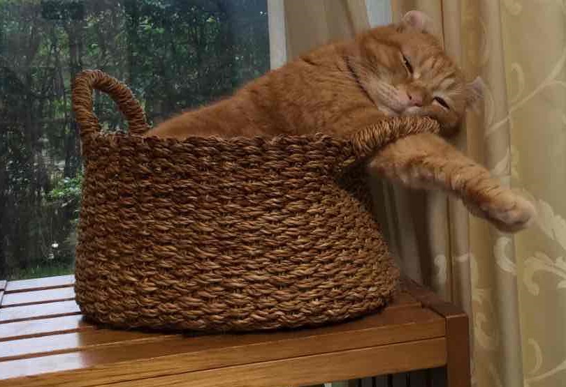 ALSOKnow's tweet photo. 今週もお疲れ様でした🌛
連日の猛暑で疲れが溜まりがちですね。バランスの取れた食事と睡眠、軽い運動やストレッチ、入浴でリラックスして暑い夏を乗り切りましょう☺

(=^・^=)今日もよくがんばったニャ。明日もきっといい日になるニ 。
#ニャルソック　#猫 https://t.co/EUU2C9XZ9E