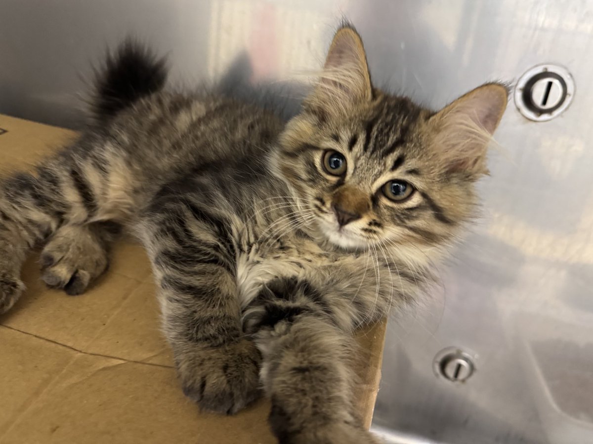 ☆*:.｡.飼い主様募集中.｡.:*☆

現在2ヶ月半位の男の子2頭です。
ノミダニ駆除、虫下し済みです。
病院にお電話にてお問い合わせ下さい。
よろしくお願い致します。

029-270-5900 #茨城 #猫 #里親募集