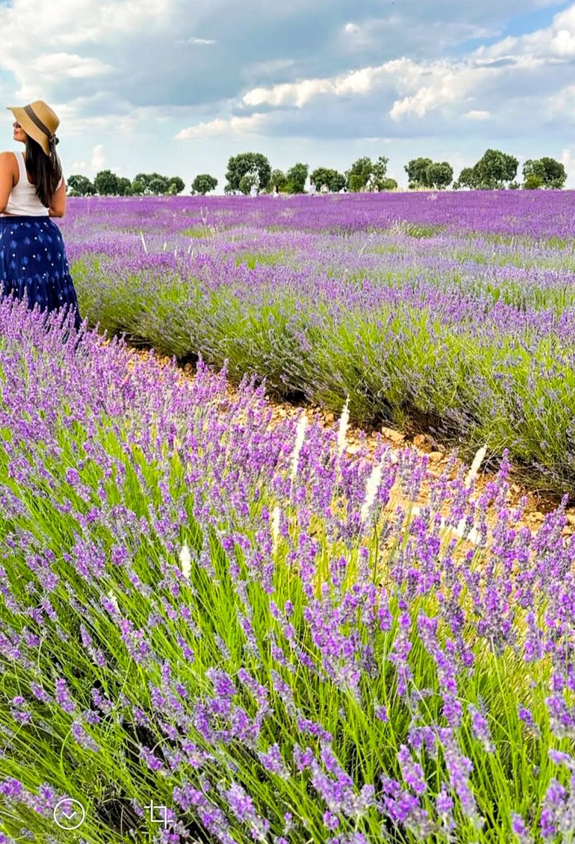 🪻💜

Marifet hiç ezilmemek bu dünyada
Ama biçimine getirip ezerlerse
Güzel kokmak
Kekik misali
Lavanta çiçeği misali
…
Bedri Rahmi... 

Lavanta bahçesinde kaybolmak... 💜🪻

#Yeni_haftaya 
 Sevgimle
#Günaydın