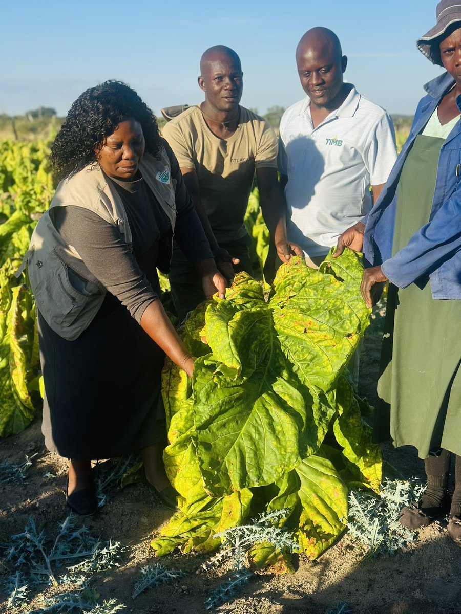 🚜🌱Thinking of growing tobacco in Matabeleland this season? Meet Atlas Agri’s dedicated Agronomists 👨🏿‍🌾 driving Naturally Cured Virginia (NCV) tobacco in Matabeleland. NCV tobacco is a game-changer for farmers seeking sustainable, cost-effective and high-value crop alternatives.