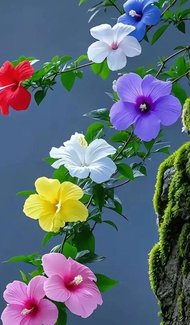 Natural Clicks (@natural_clicks) on Twitter photo 