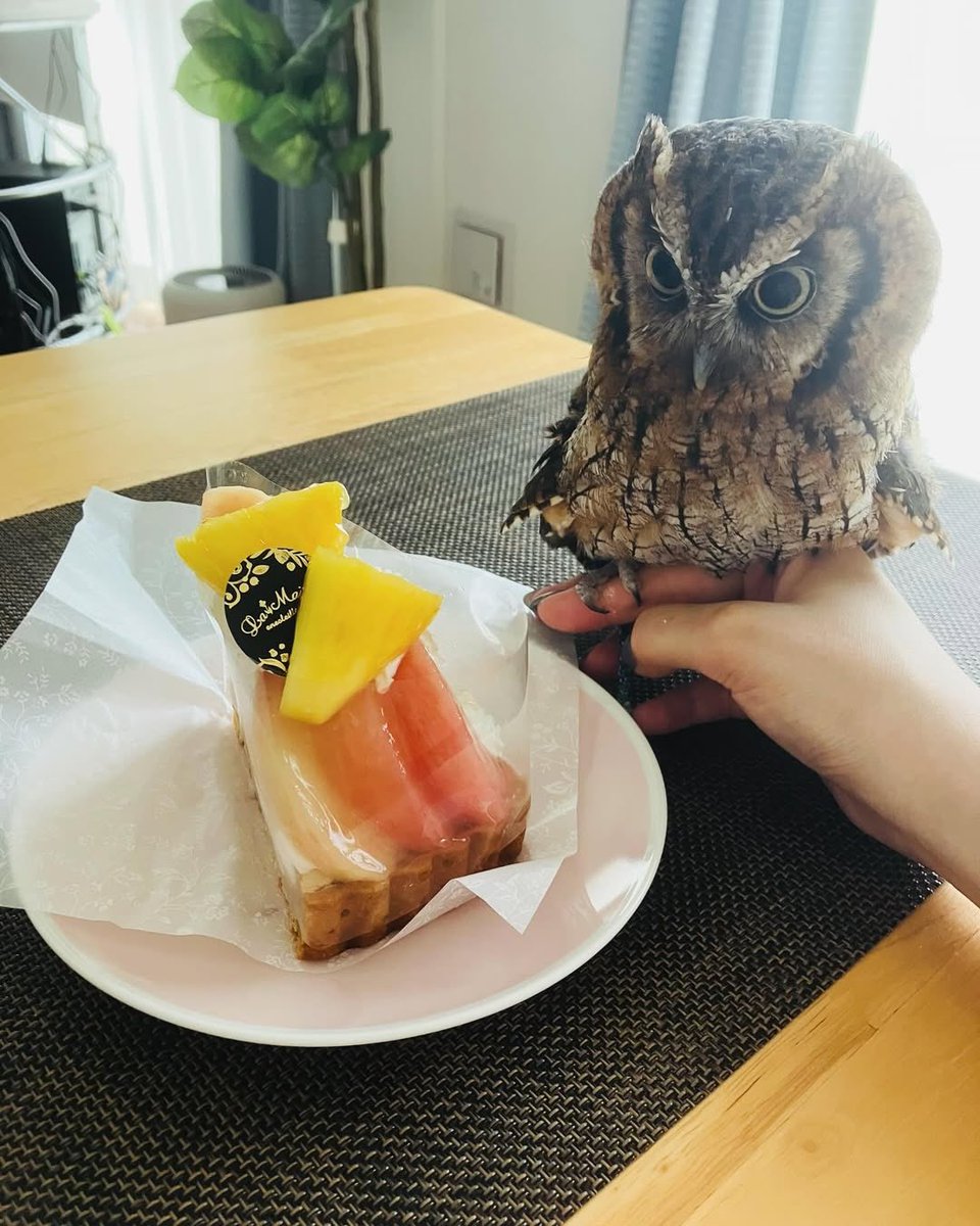 assepap_04's tweet image. 本日七夕🎋はうちの子のお誕生日🎂
なんと5歳になりました〜これからも隣で応援していてくれ〜!🥹🥹
🦉のためにも頑張るよ💪見守っててね🌸
