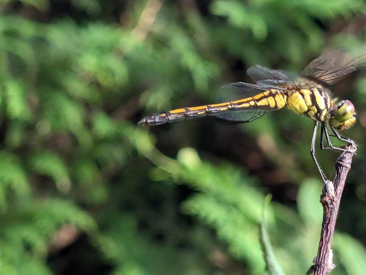 庭に初シオカラトンボ