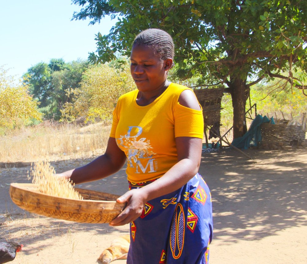 ActionAid Zimbabwe (@actionaidzim) on Twitter photo Faith Chigomba,a smallholder farmer supported by <a href="/ActionAidZim/">ActionAid Zimbabwe</a> & its partner <a href="/fpc_online/">Fambidzanai Permaculture Centre ZWE</a> through SPA2 project in Mbire, yielded over 800kg of sorghum amid challenging weather.We remain committed to empowering women & driving positive change in communities.
tinyurl.com/wjuhrt4p Faith Chigomba,a smallholder farmer supported by <a href="/ActionAidZim/">ActionAid Zimbabwe</a> & its partner <a href="/fpc_online/">Fambidzanai Permaculture Centre ZWE</a> through SPA2 project in Mbire, yielded over 800kg of sorghum amid challenging weather.We remain committed to empowering women & driving positive change in communities.
tinyurl.com/wjuhrt4p