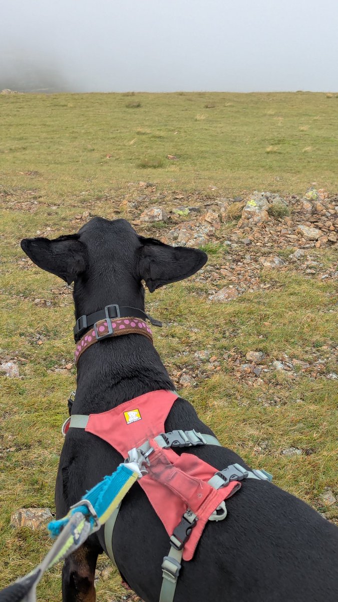 NotBadForHerAge's tweet photo. Ears are ready for take off ๐
๐ฌ๏ธ๐พ #flapometer #windy #Damson #Dobermann https://t.co/YqAuy9y5hq