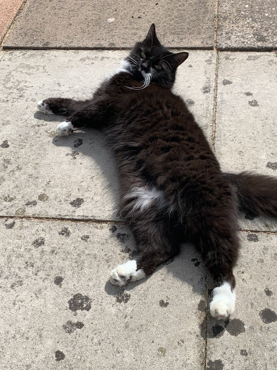 #MogYog tonight! Tribute and toast to Jerry ❤️🐾 <a href="/jerry_tuxedo/">Angel 🌈 Captain Jerry - RIP 1.8.2013-17.6.2025</a> 

Practicing my #twist pose now 😺 Just need to twist a bit further though