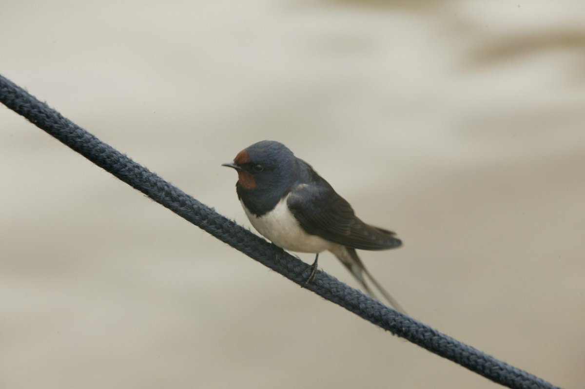 ๐ (@ostonestreet) on Twitter photo #picoftheday Resting Barn Swallow <a href="/ladycultreboot/">Freyja</a> <a href="/PennineThe/">The Pennine Painter</a> <a href="/raiphsays/">Oor Red Raiph ๐ด๓ ง๓ ข๓ ณ๓ ฃ๓ ด๓ ฟ๐ฎ๐ช๐ฉ๐ช</a> <a href="/staithesartist/">Sue Nichol</a> <a href="/MarySummer1966/">Mary Summer</a> <a href="/pilaraymara/">Pilar Fernandez</a> <a href="/GREIGEYESBIKER1/">GREIGE๐ด๓ ง๓ ข๓ ณ๓ ฃ๓ ด๓ ฟ๐๐</a> <a href="/moleatthedoor/">Swivel-eyed mole at the counter</a> <a href="/mrs_counter/">Caz Bailey๐๏ธ๐๐ค๐</a> <a href="/lorri1962/">Supergran Lorri Independence for Scotland</a> <a href="/Catrionareids/">Catrรฌona Reid</a> <a href="/JohnDowson66/">Adult Human Male of Steel ๐ฅ ๐๐ค๐</a> <a href="/colz261/">Right Hon .Lady Colz of Aberdeen ๐ด๓ ง๓ ข๓ ณ๓ ฃ๓ ด๓ ฟ</a> <a href="/ArgyllSeaGlass/">๐ด๓ ง๓ ข๓ ณ๓ ฃ๓ ด๓ ฟMike - ArgyllSeaglass ๐ด๓ ง๓ ข๓ ณ๓ ฃ๓ ด๓ ฟ</a> <a href="/weestie97/">Highland Extremist CyberNat</a> <a href="/cee4cat/">Simone</a> <a href="/defiaye/">Brave</a> <a href="/Becca3Artach/">Becca Thorne</a> <a href="/Heeev_/">Heather</a> #picoftheday Resting Barn Swallow <a href="/ladycultreboot/">Freyja</a> <a href="/PennineThe/">The Pennine Painter</a> <a href="/raiphsays/">Oor Red Raiph ๐ด๓ ง๓ ข๓ ณ๓ ฃ๓ ด๓ ฟ๐ฎ๐ช๐ฉ๐ช</a> <a href="/staithesartist/">Sue Nichol</a> <a href="/MarySummer1966/">Mary Summer</a> <a href="/pilaraymara/">Pilar Fernandez</a> <a href="/GREIGEYESBIKER1/">GREIGE๐ด๓ ง๓ ข๓ ณ๓ ฃ๓ ด๓ ฟ๐๐</a> <a href="/moleatthedoor/">Swivel-eyed mole at the counter</a> <a href="/mrs_counter/">Caz Bailey๐๏ธ๐๐ค๐</a> <a href="/lorri1962/">Supergran Lorri Independence for Scotland</a> <a href="/Catrionareids/">Catrรฌona Reid</a> <a href="/JohnDowson66/">Adult Human Male of Steel ๐ฅ ๐๐ค๐</a> <a href="/colz261/">Right Hon .Lady Colz of Aberdeen ๐ด๓ ง๓ ข๓ ณ๓ ฃ๓ ด๓ ฟ</a> <a href="/ArgyllSeaGlass/">๐ด๓ ง๓ ข๓ ณ๓ ฃ๓ ด๓ ฟMike - ArgyllSeaglass ๐ด๓ ง๓ ข๓ ณ๓ ฃ๓ ด๓ ฟ</a> <a href="/weestie97/">Highland Extremist CyberNat</a> <a href="/cee4cat/">Simone</a> <a href="/defiaye/">Brave</a> <a href="/Becca3Artach/">Becca Thorne</a> <a href="/Heeev_/">Heather</a>