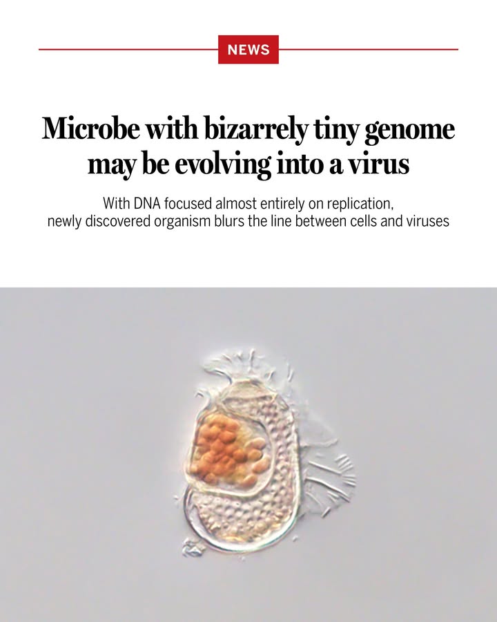 Science Magazine (@sciencemagazine) on Twitter photo The newly discovered microbe provisionally known as Sukunaarchaeum isn’t a virus. But like viruses, it seemingly has one purpose: to make more of itself.
Learn more: scim.ag/4eGtttN <a href="/NewsfromScience/">News from Science</a> The newly discovered microbe provisionally known as Sukunaarchaeum isn’t a virus. But like viruses, it seemingly has one purpose: to make more of itself.
Learn more: scim.ag/4eGtttN <a href="/NewsfromScience/">News from Science</a>