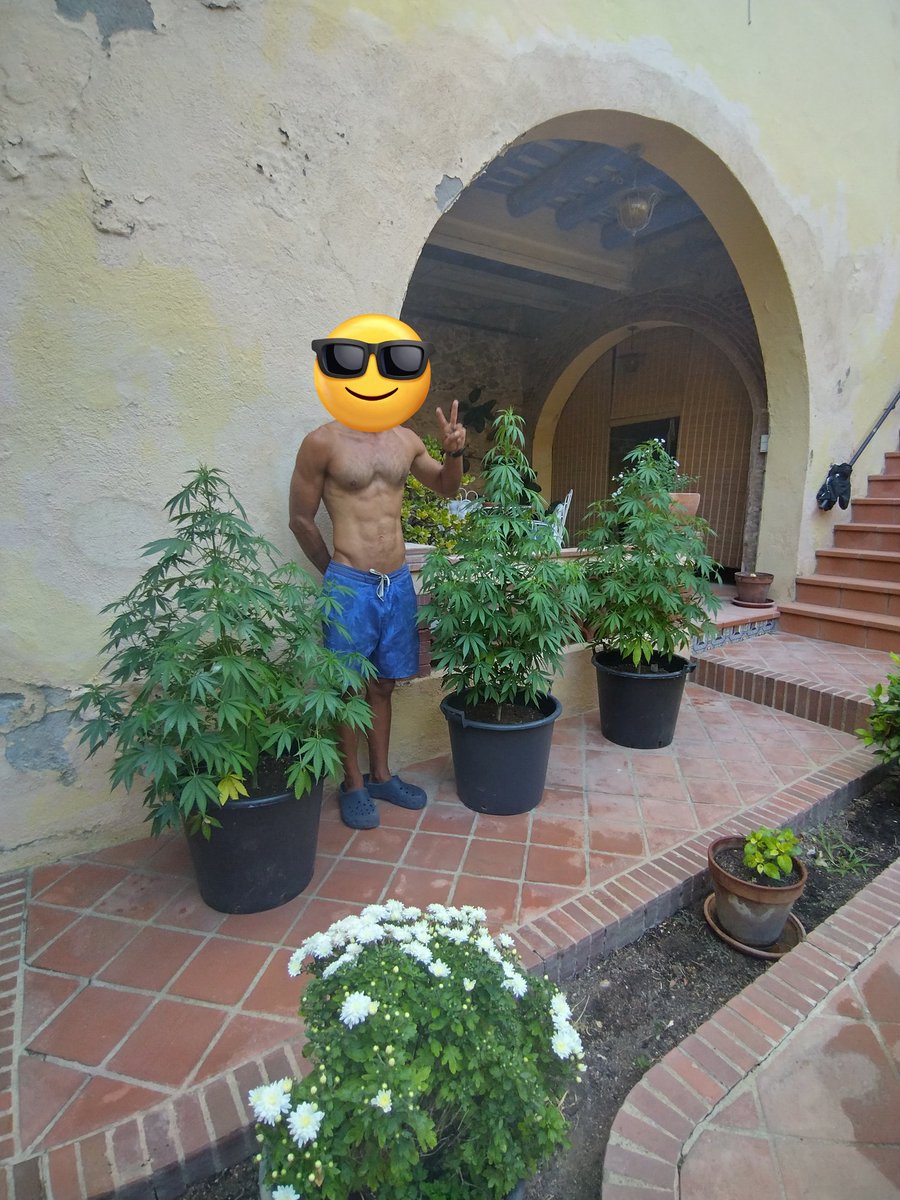 My babies are growing well, they just starting their flowering phase 🤟😋