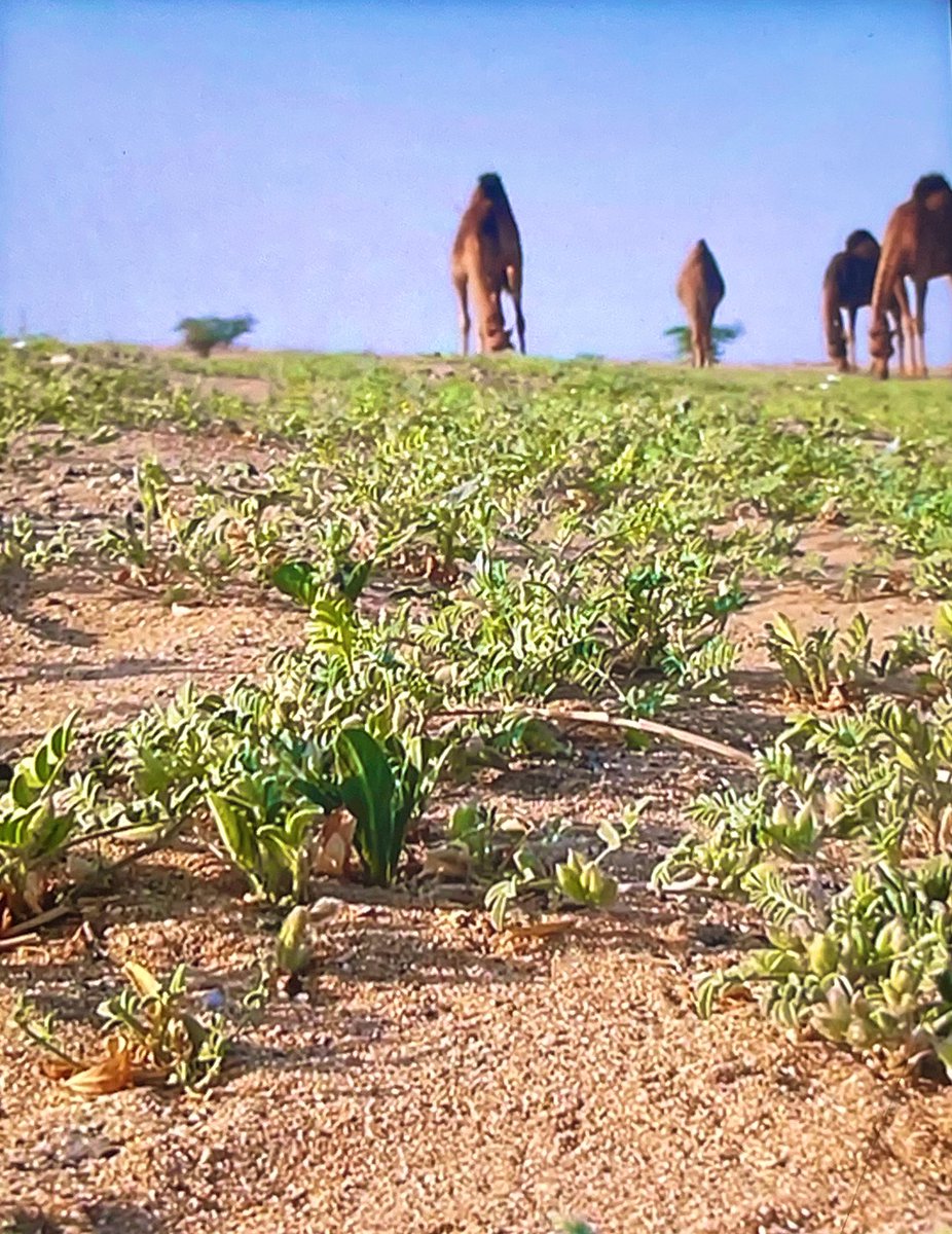 #صباح_الخير 
تصويري 🍂🐪