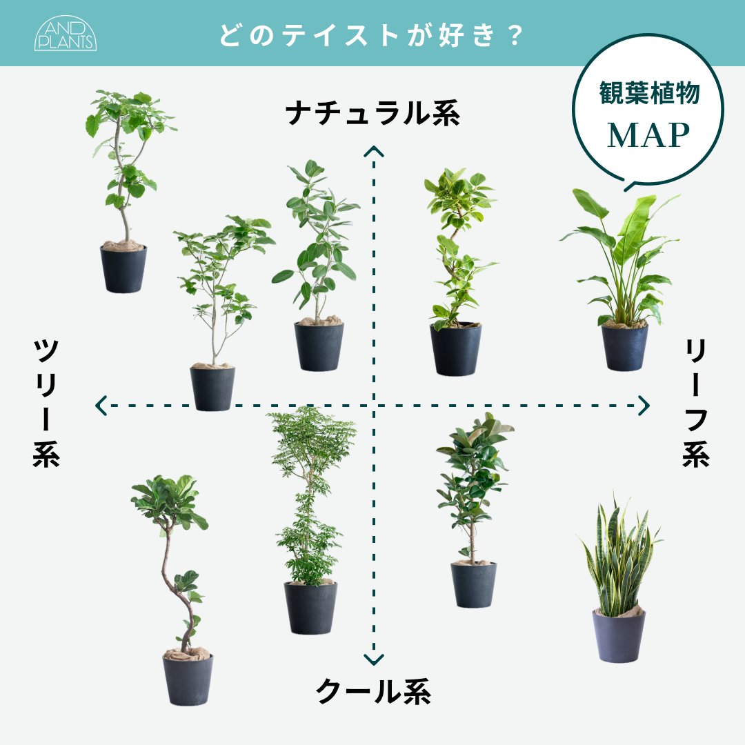 ╭━━━━━━━━━━━╮ 🗺️観葉植物マップ🗺️ ╰━━━━━v