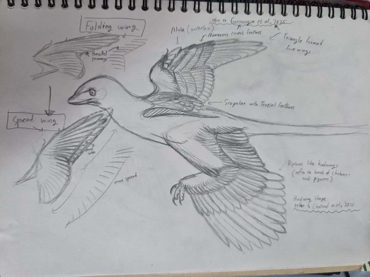 미크로랍토르(Microraptor) tweet media