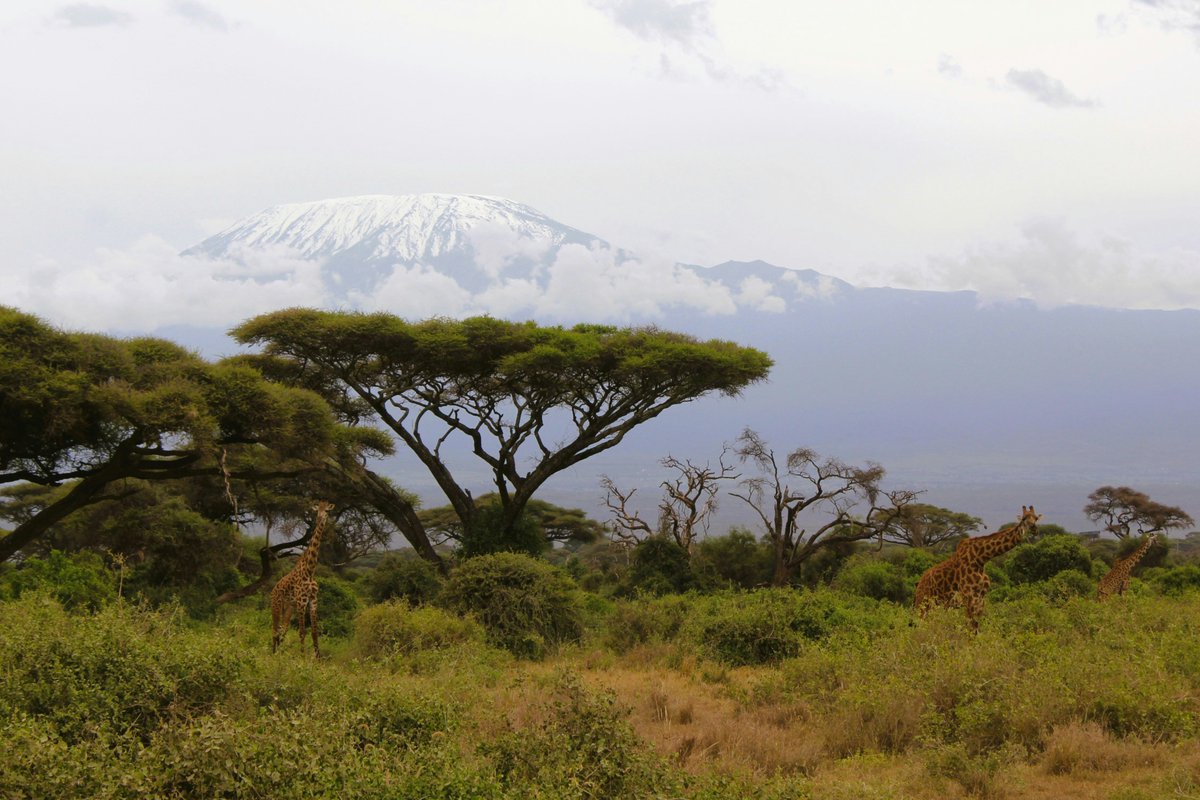 Tired of the cold in Nairobi? 🥶 Warm up your timeline with this view!

We're flying daily to the stunning #Kilimanjaro region every afternoon. Leave the city chill behind and land in the heart of the wild.

Book your adventure! ✈️

#AirKenya #Nairobi #SafariReady #DailyFlights