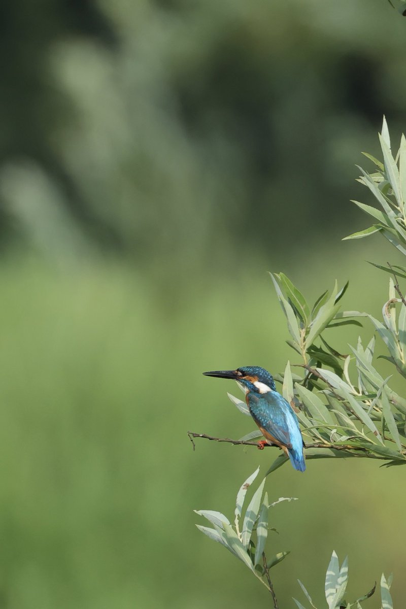 今日は阿賀町まで納品に(タテマエ)
