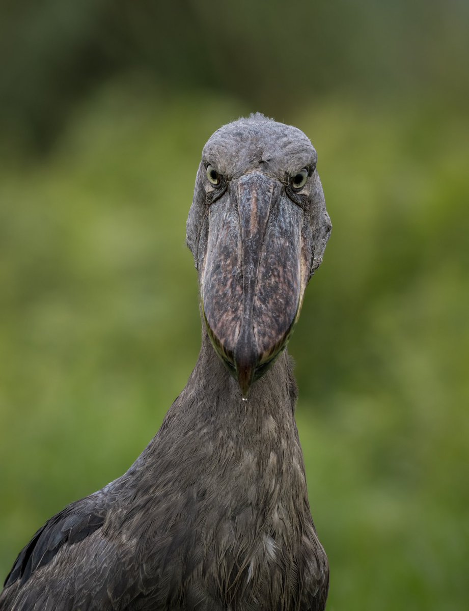 Roaming Uganda (@roaminguganda) on Twitter photo Where to spot the Shoebill in Uganda?
Go to Mabamba Swamp near Entebbe. Take an early morning canoe ride. Its your best shot at this prehistoric bird. Only a few hundred left in Uganda.
📸:<a href="/NewmanDixon1/">Dixon Newman Photography</a> Where to spot the Shoebill in Uganda?
Go to Mabamba Swamp near Entebbe. Take an early morning canoe ride. Its your best shot at this prehistoric bird. Only a few hundred left in Uganda.
📸:<a href="/NewmanDixon1/">Dixon Newman Photography</a>