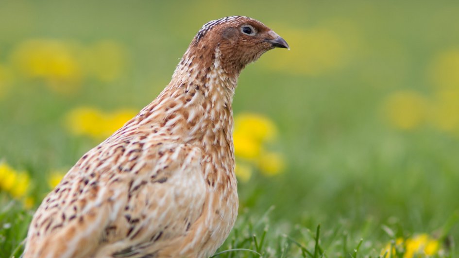 kri5greene's tweet photo. Meet the Japanese quail: the first bird hatched in space, known for prolific egg-laying and mysterious, foamy mating rituals that fascinate scientists!    https://t.co/rGTtOfcGGY https://t.co/wcvSwz3aYq