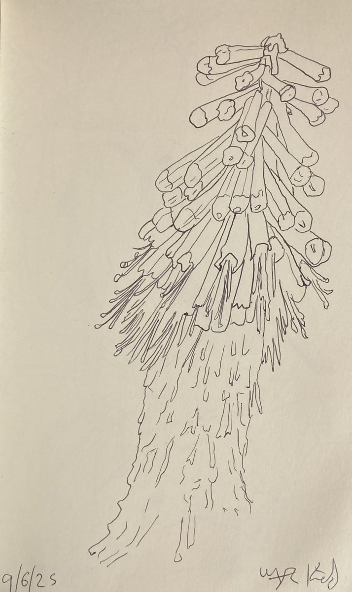 Today’s #sketch from 9/6/25 of #Nature #ballpoint #Pen #Drawing 21.5 x 13.5 cms  on paper

More sketches
instagram.com/frankkiely/