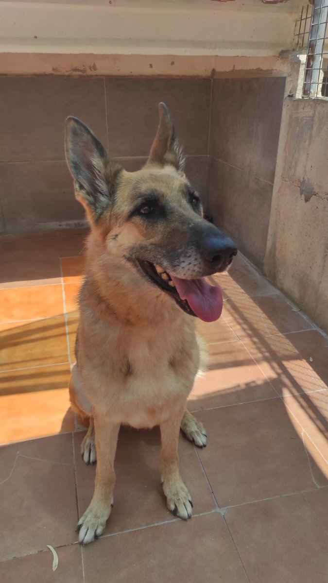protectorasvpap's tweet image. Dafne tiene solo 7 añitos y ha sido dejada en el refugio porque su familia ya no podía hacerse cargo de ella. Es una perrita noble, dulce y muy tranquila.
Le encantan los niños, adora las caricias y se porta excelente con todas las personas.