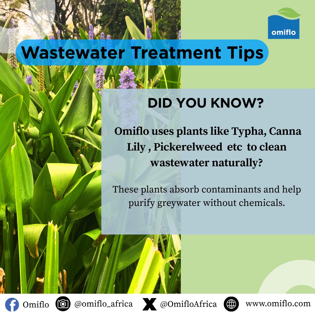 OmifloAfrica's tweet photo. 🌿 Did you know? 
Omiflo uses plants like Typha, Canna Lily &amp; Pickerelweed to clean wastewater—naturally! 💧 These plants absorb contaminants &amp; purify greywater without chemicals
#EcoTech #GreenSolutions #WastewaterTreatment #OmifloAfrica #Sustainability https://t.co/FianQoIsL1