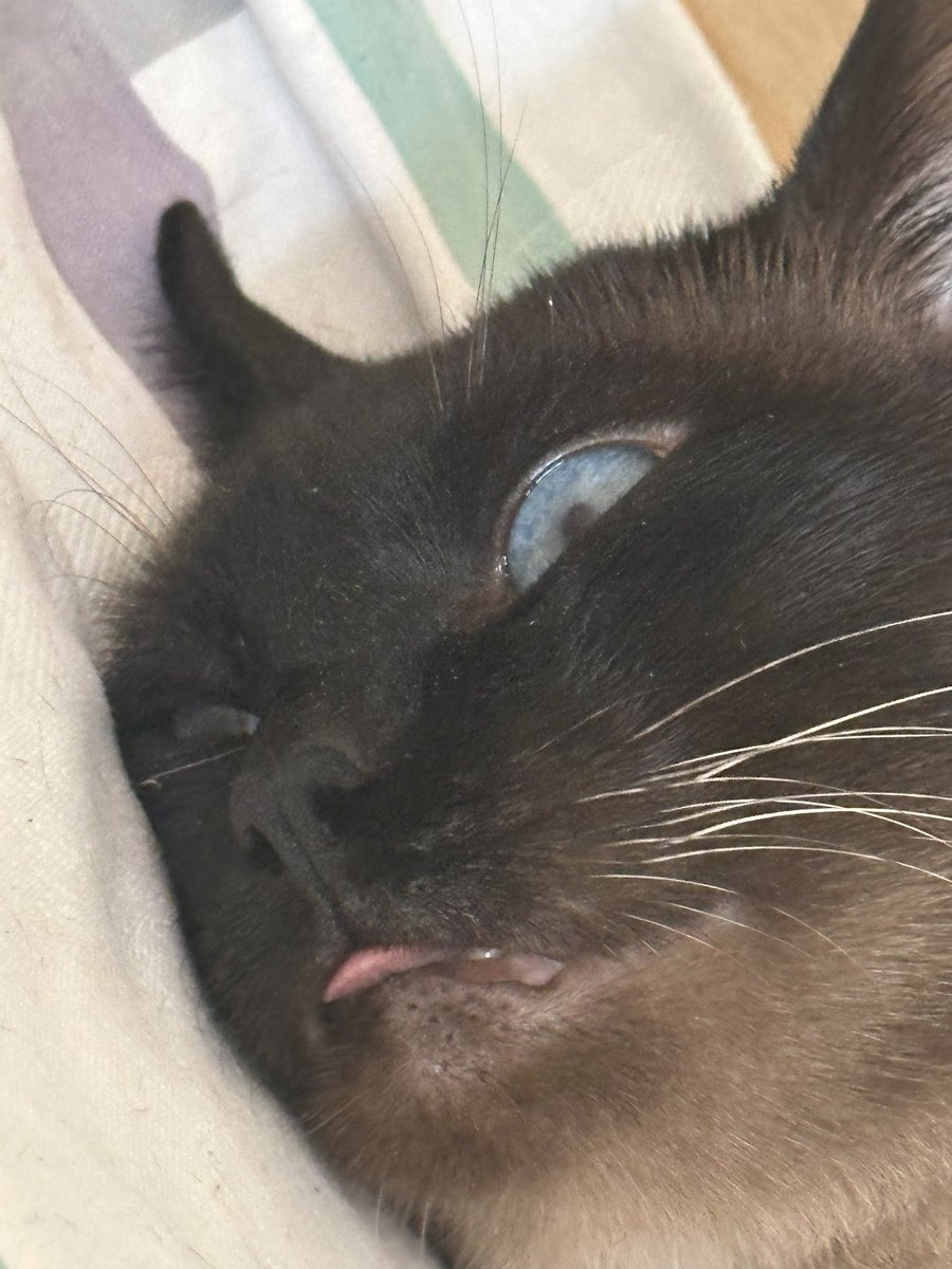 小橙小橙🍊 (@bluexluax) on Twitter photo 