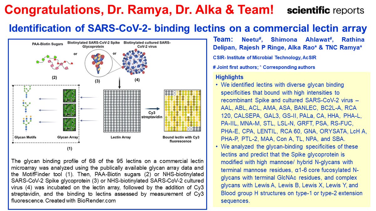 CSIR-IMTech (@csir_imtech) on Twitter photo Congratulations Dr Ramya TNC and the team on acceptance of the  manuscript entitled "Identification of SARS-CoV-2- binding lectins on a commercial lectin array" in Scientific Reports.
It is indeed a proud moment for IMTech Family. Wish you many more such accomplishments. Congratulations Dr Ramya TNC and the team on acceptance of the  manuscript entitled "Identification of SARS-CoV-2- binding lectins on a commercial lectin array" in Scientific Reports.
It is indeed a proud moment for IMTech Family. Wish you many more such accomplishments.