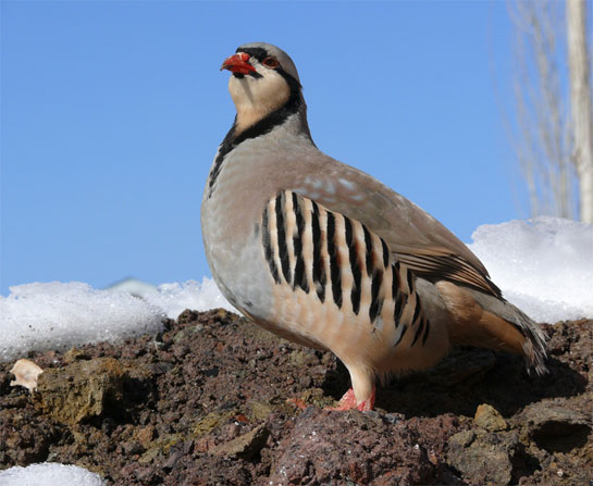 Doğada kene ile savaşan KEKLİK kadar faydaları olmayan ampül ordusu TCK 301