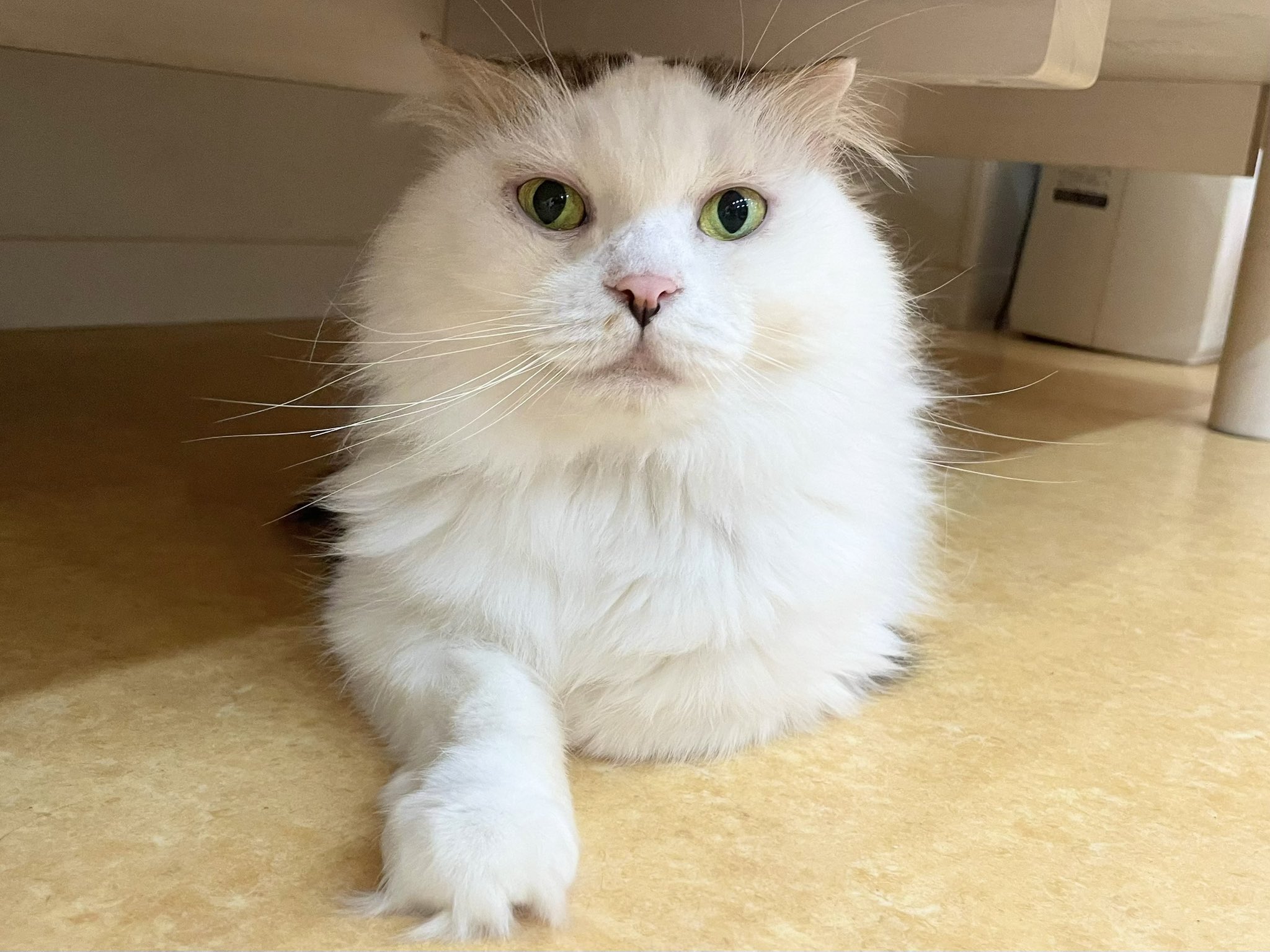 保護猫カフェ鶴橋店【2階】（元・保護猫カフェマンチカン） on