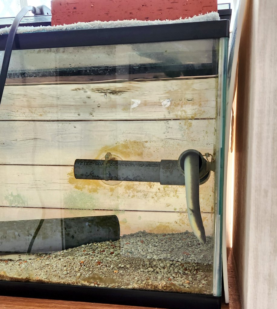 うなぎもダレる暑さ