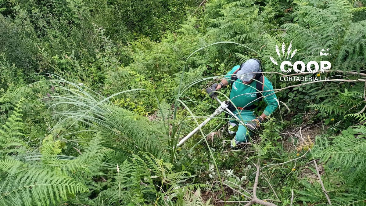 stopcortaderia's tweet image. 🌾 ¡Los protagonistas del día!
Las cuadrillas de @AmprosCantabria, formadas por personas con #discapacidad, siguen eliminando Cortaderia en Cucabrera (Galizano).
💚 Gracias a su esfuerzo, contribuimos a recuperar hábitats, restaurar paisajes y proteger la biodiversidad local.