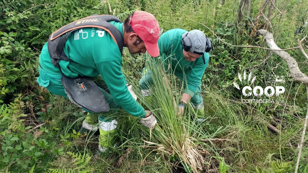 stopcortaderia's tweet image. 🌾 ¡Los protagonistas del día!
Las cuadrillas de @AmprosCantabria, formadas por personas con #discapacidad, siguen eliminando Cortaderia en Cucabrera (Galizano).
💚 Gracias a su esfuerzo, contribuimos a recuperar hábitats, restaurar paisajes y proteger la biodiversidad local.