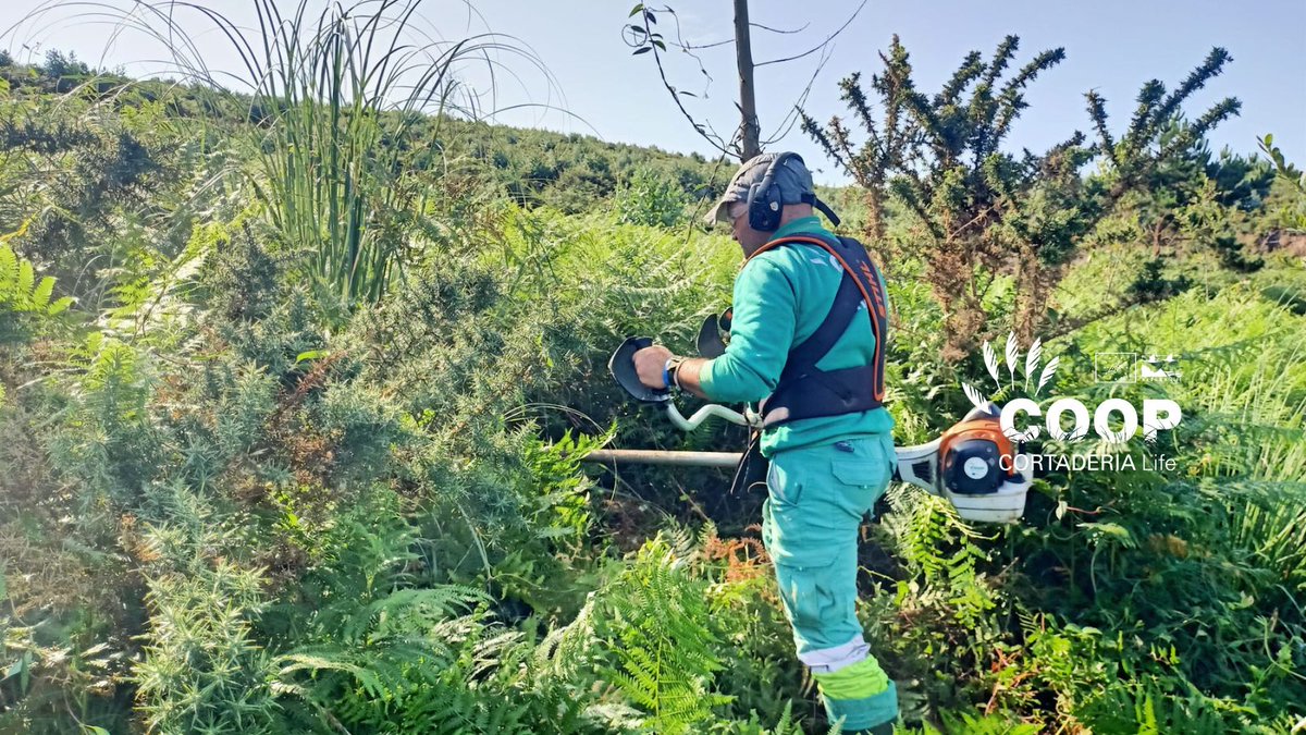 stopcortaderia's tweet image. 🌾 ¡Los protagonistas del día!
Las cuadrillas de @AmprosCantabria, formadas por personas con #discapacidad, siguen eliminando Cortaderia en Cucabrera (Galizano).
💚 Gracias a su esfuerzo, contribuimos a recuperar hábitats, restaurar paisajes y proteger la biodiversidad local.
