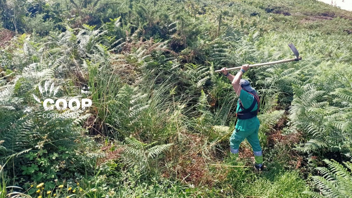 stopcortaderia's tweet image. 🌾 ¡Los protagonistas del día!
Las cuadrillas de @AmprosCantabria, formadas por personas con #discapacidad, siguen eliminando Cortaderia en Cucabrera (Galizano).
💚 Gracias a su esfuerzo, contribuimos a recuperar hábitats, restaurar paisajes y proteger la biodiversidad local.