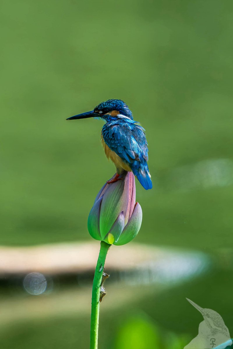念願のハスカワ🐦🪷
#Nikon
#tokyocameraclub
#Z8
#Z180600
#わたしとニコンで見た世界 
#野鳥撮影
#カワセミ
#Kingfisher
#ハスカワ
#とりかわいいね