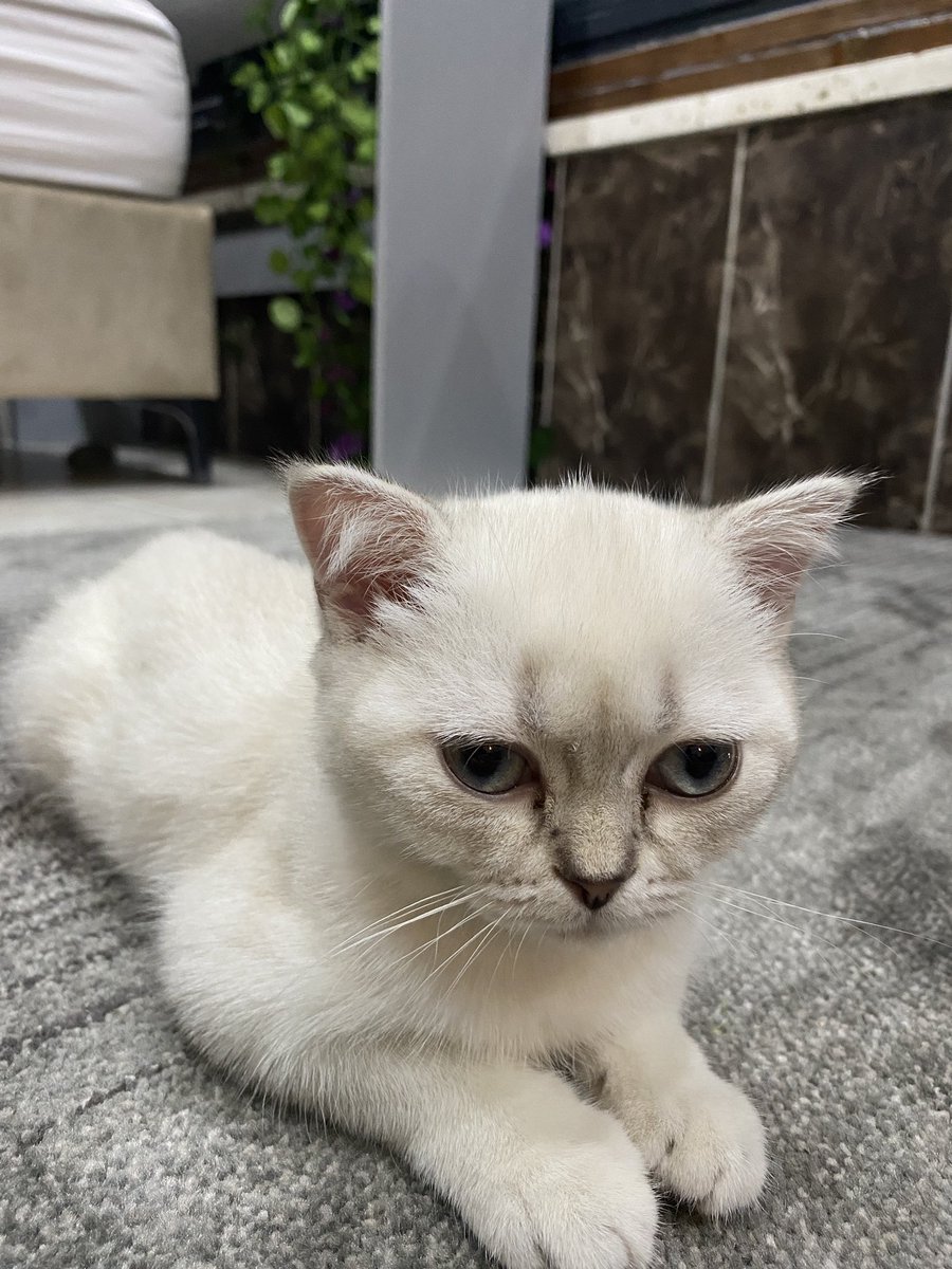 gEspresso 
These prices will soon be unattainable.
Can I see who has it? <a href="/EspressoSys/">Espresso ☕️</a>