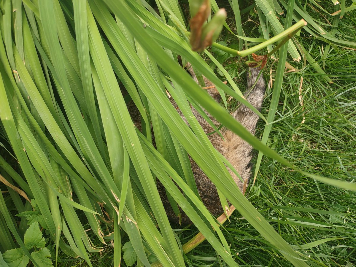 zinnia_elegans1's tweet image. Junysek is an experienced #Hedgewatch -cher, he enjoys nice summer days and likes to play hide and seek. Our beloved boy๐ป๐ฉท๐ปwill be 20 in a month, so he is no longer a wild tiger, but a wise supervisor of other cats. Here he is with young Rozarka, who loves to snuggle with him