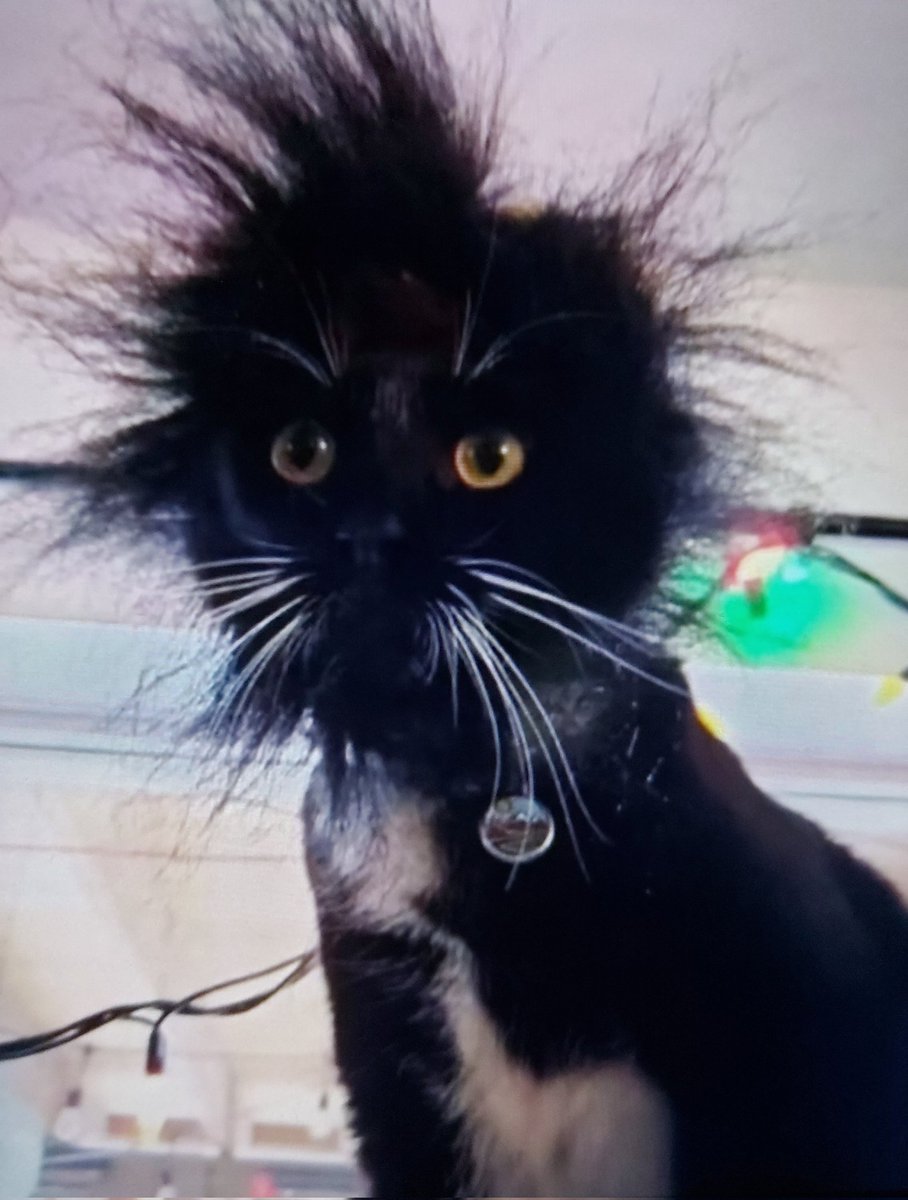 MonaSan271550's tweet image. Like when I just washed my hair 🤣
#cat #neko #cute #funtime #life