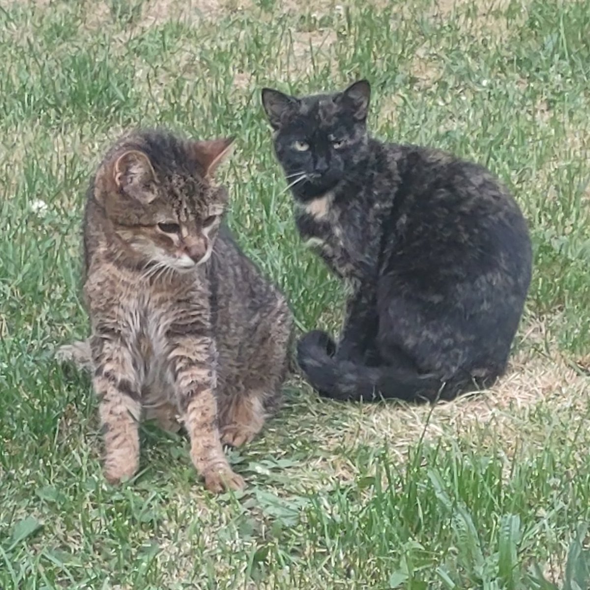 zinnia_elegans1's tweet image. Junysek is an experienced #Hedgewatch -cher, he enjoys nice summer days and likes to play hide and seek. Our beloved boy๐ป๐ฉท๐ปwill be 20 in a month, so he is no longer a wild tiger, but a wise supervisor of other cats. Here he is with young Rozarka, who loves to snuggle with him