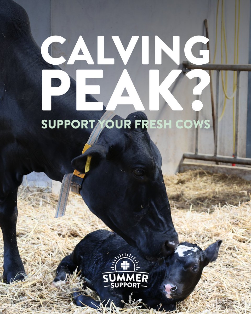 AHVint's tweet image. 𝐅𝐚𝐜𝐢𝐧𝐠 𝐅𝐫𝐞𝐬𝐡 𝐂𝐨𝐰 𝐈𝐬𝐬𝐮𝐞𝐬 𝐓𝐡𝐢𝐬 𝐒𝐮𝐦𝐦𝐞𝐫?

Discover how AHV can help you stay ahead of fresh cow health issues this summer: ahvint.com/fresh-cow/

#AHV // #SummerSupport // #PowerToTheFarmer