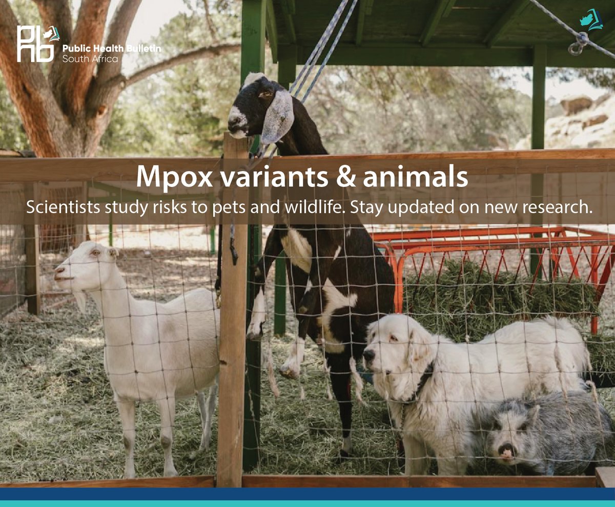 Scientists are studying which mpox clade is most likely to affect animals. This information is key to stopping the virus from spreading back to wildlife or pets. Stay informed about what’s next in mpox research in South Africa. Read the full opinion here: phbsa.ac.za/the-risk-of-zo…