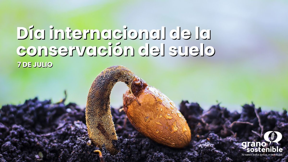 GranoSostenible's tweet image. 🌱 El suelo no es infinito.
Hoy, en el Día Internacional de la Conservación del Suelo, recordamos que cada siembra cuenta.
Con semilla certificada, proteges la tierra, evitas plagas y cultivas futuro.
🧡 Cuidar el suelo es cuidar lo que alimenta al mundo.
#GranoSostenible