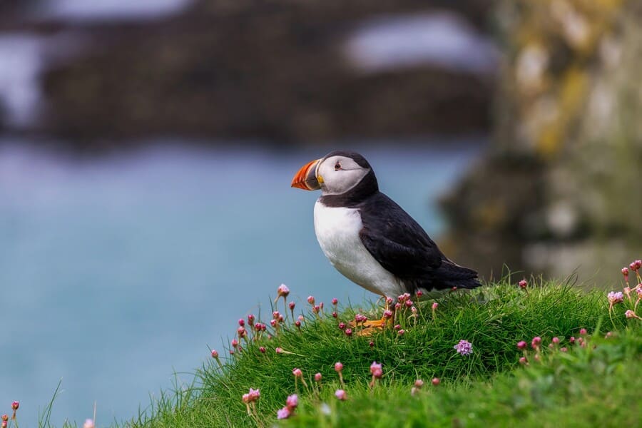 ¿A quién le gustan los frailecillos?
Aquí comparto varias ubicaciones donde ver a estas aves en ESCOCIA 💚 ¡son tan adorables! 
lacosmopolilla.com/donde-ver-frai…