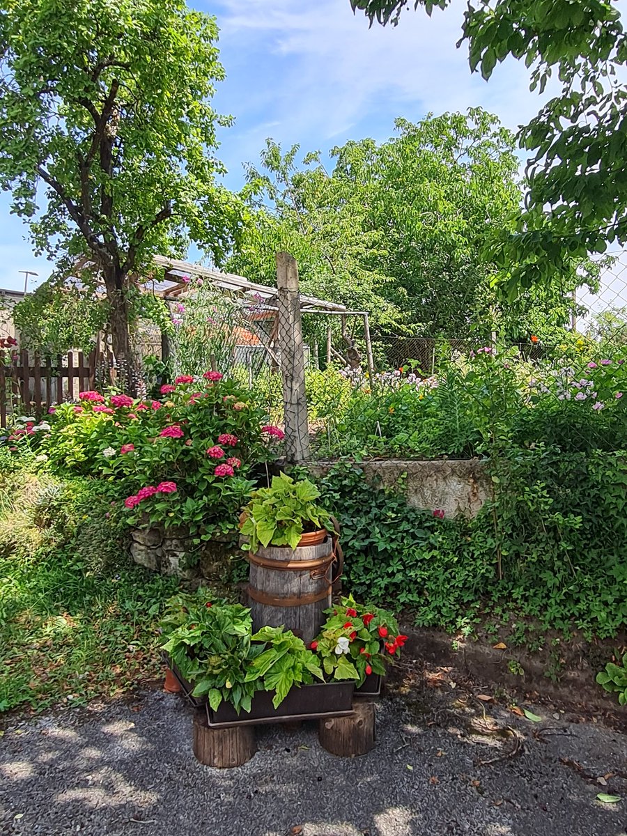 🌤 Good morning beautiful souls
&amp; happy new week for you! 🍀😘

🌷 Summer is the smile of nature 🍃
that echoes in every blossom. 💐💞 🌿

📸 by me, for you 🫶