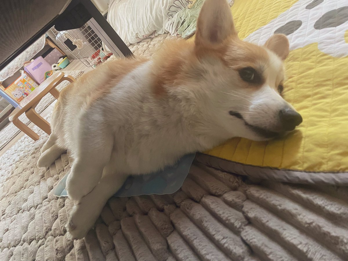 syokupancorgi24's tweet image. アイス枕を@GGPT_JP さんからいただきました🥴
気持ちよさそうにしてるよ〜!!
冷蔵庫で冷たくなるよ〜♪
#GGPTアイス枕 #熱中症対策 #夏対策
