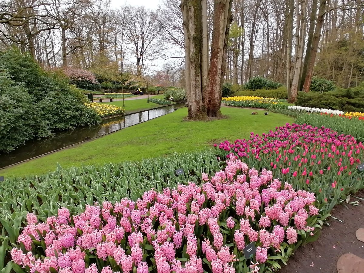 skymanuelima's tweet image. Keukenhof (&quot;Quintal da Cozinha&quot;), também conhecida como o Jardim da Europa, situada perto de Lisse, nos Países Baixos, é o maior jardim de flores do mundo. #Keukenhof #PaísesBaixos #Jardim #flores #Tulipas #bolbos #travelphotography #viagens #FotógrafoAmador