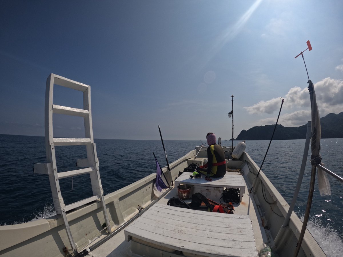 umizono's tweet image. まだ夏日が続いてます。
今日はファン2ボート。
①高瀬 水温26.6度(水深17m)透視度8~10m
②双子岩 水温26.4度(水深16m)透視度8~10m
高瀬の魚影は順調に濃くなってきてます。#鳥取県 #岩美町 #羽尾 #ダイビング