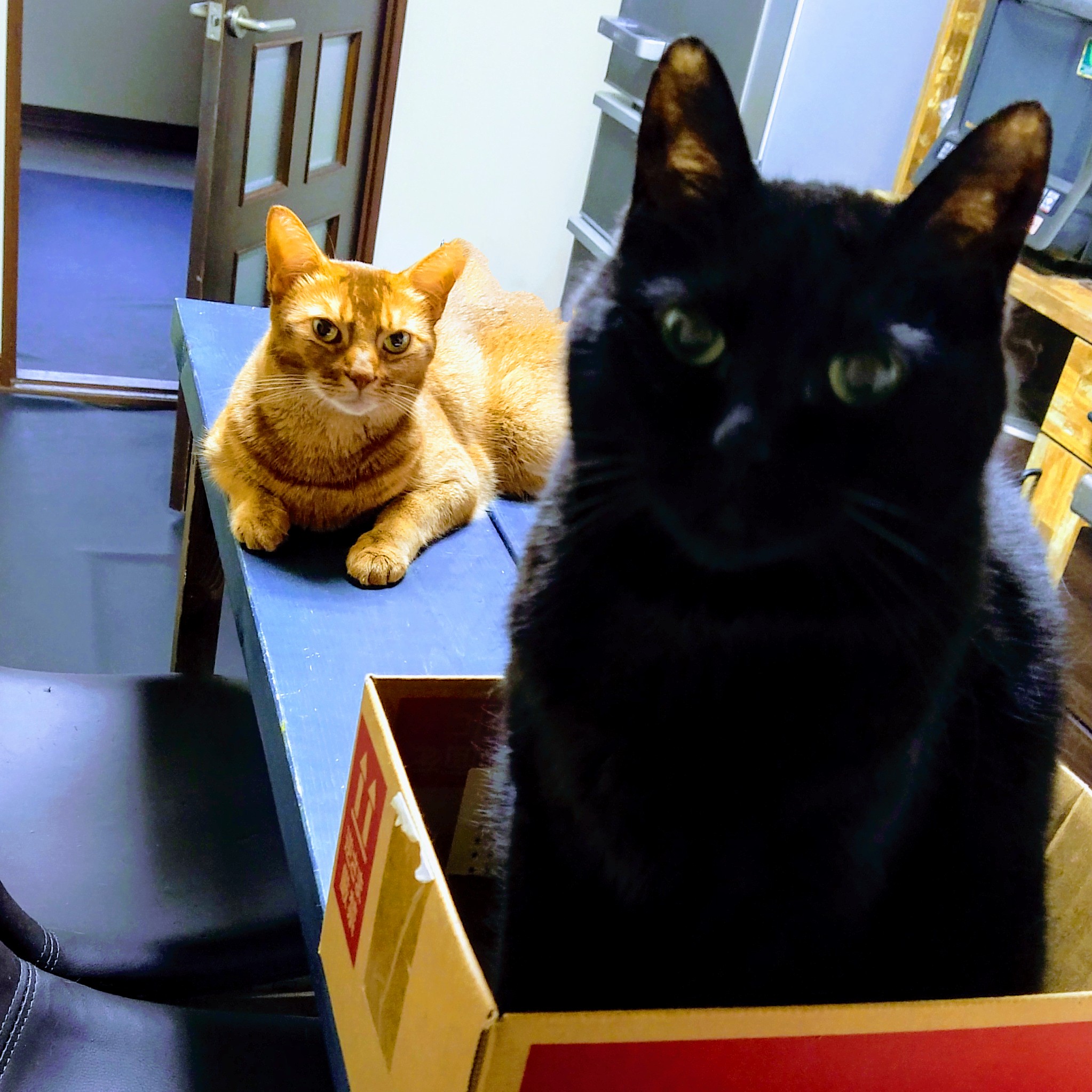 ポストカードなし△ ねこねこ日本史 7 + 8巻 』 □ そにしけんじ