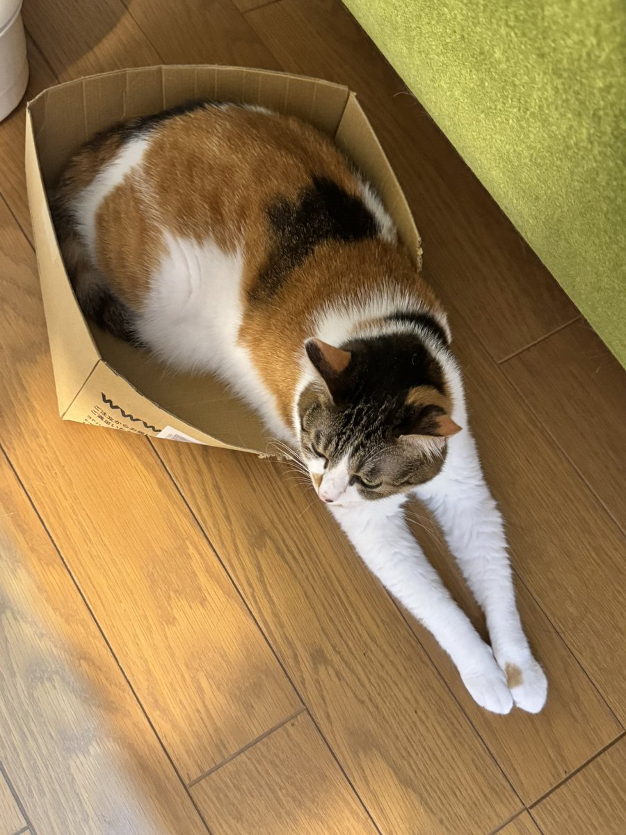 蓮くじらと綿毛猫くじら【イチゴchan】 itokobaco | お知らせ🐈 10/14にしずく堂さんのワークショップが