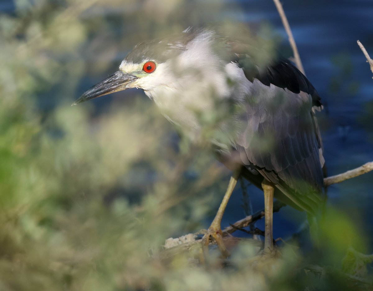 Sometimes...
when you think there's nothing,
and the only sound's the lapping water 
and the fluttering west wind...
there, in the brambles...
lurking soundlessly,
THERE'S A NIGHT HERON...
and he's staring directly into your soul w searing carnelian eyes